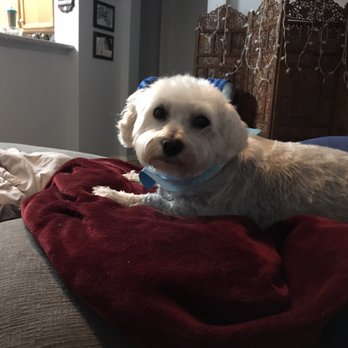 Pets 2 Groom - Doggie after being groomed. They did a fantastic job! - Pet Groomers Near Me - Albuquerque, New Mexico