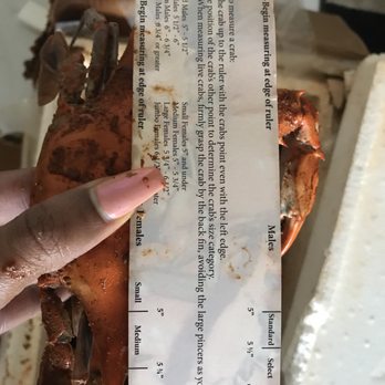 The Crab Place - The female jumbo were the size that were ordered - Seafood Near Me - Crisfield, Maryland The Crab Place - The female jumbo were the size that were ordered - Seafood Near Me - Crisfield, Maryland