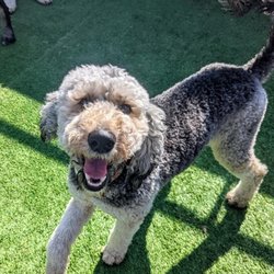 Central Bark Rochester - We love seeing Central Bark's daily Facebook post of the pups that day!