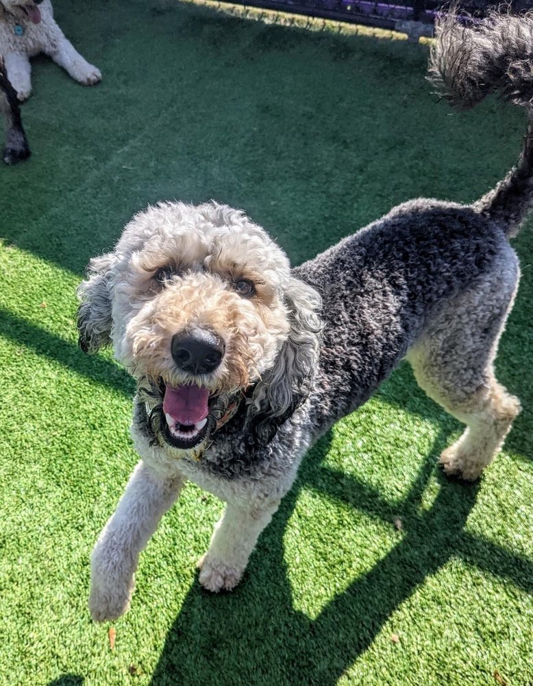 Central Bark Rochester, MN - pet boarding facility in Rochester, MN