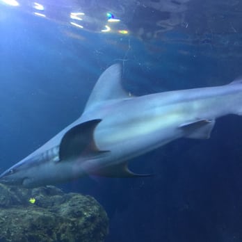 Downtown Aquarium - Museums Near Me - Denver, Colorado