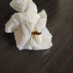 Kings Inn - Cockroach I killed in room 138.