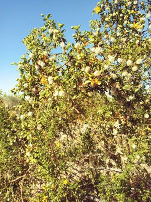 S'edav Va'aki Museum (formerly Pueblo Grande Museum) by null