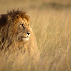 Travel Curation - Luxury African Safaris
