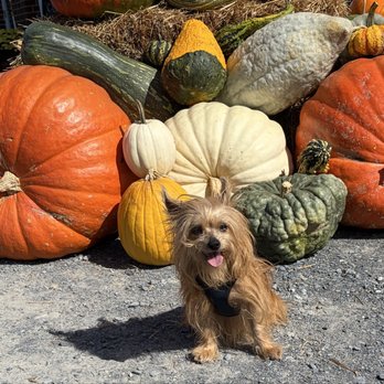 Brix & Columns Vineyards - Dog friendly! - Wine Tasting Room Near Me - McGaheysville, Virginia Brix & Columns Vineyards - Dog friendly! - Wine Tasting Room Near Me - McGaheysville, Virginia