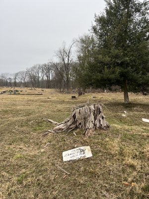 Evergreen Cemetery by null