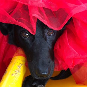 Gilbert Dogs 24/7 - Nala and her tutu - Pet Groomers Near Me - Gilbert, Arizona