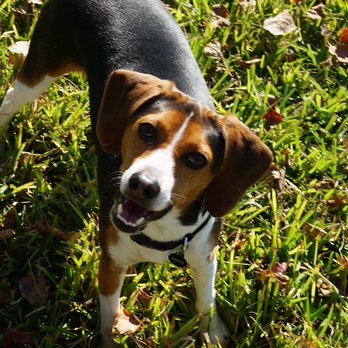 Dogs Gone Good - Arthur - Pet Training Near Me - Rosharon, Texas Dogs Gone Good - Arthur - Pet Training Near Me - Rosharon, Texas