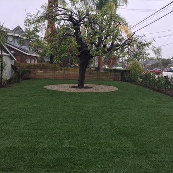 Amazon Tree Service - Beautiful grass - Tree Services Near Me Amazon Tree Service - Beautiful grass - Tree Services Near Me