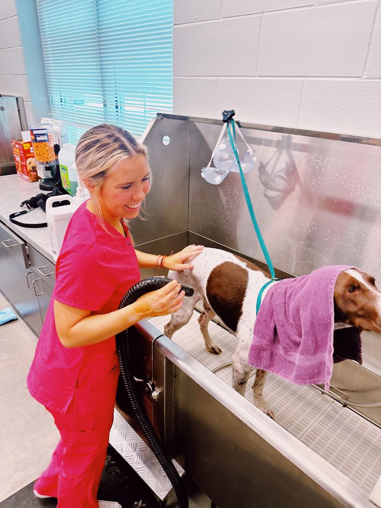 Rens Pet Sitting - pet boarding facility in Simpsonville, SC