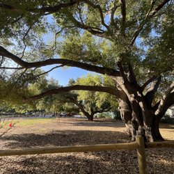 OC Zoo Irvine Regional Park - Beautiful oaks