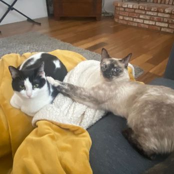 Fallbrook Animal Sanctuary - Our rescues - Animal Shelters Near Me - Fallbrook, California