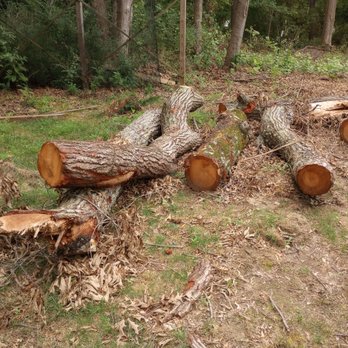 Unlimbited Tree Service - Several logs they left in our yard on this unfinished job. - Tree Services Near Me - Severn, Maryland Unlimbited Tree Service - Several logs they left in our yard on this unfinished job. - Tree Services Near Me - Severn, Maryland