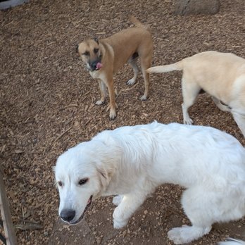 Wolf Road Pet Retreat - Pet Training Near Me - Grass Valley, California Wolf Road Pet Retreat - Pet Training Near Me - Grass Valley, California