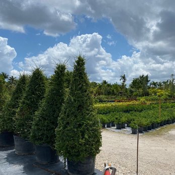 Aguazul Nursery - Plants - Nurseries & Gardening Near Me - Miami, Florida Aguazul Nursery - Plants - Nurseries & Gardening Near Me - Miami, Florida