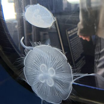 Ocean Institute - Jelly fish - Venues & Event Spaces Near Me - Dana Point, California