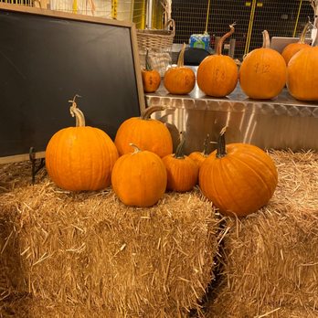Pumpkin Palooza - Pumpkin Patches Near Me - Carlsbad, California Pumpkin Palooza - Pumpkin Patches Near Me - Carlsbad, California
