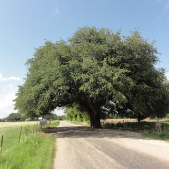 Wedding Oak - From a distance, it looks ordinary, but up close, the trunk is about 6 feet in diameter - Landmarks & Historical Buildings Near Me - San Saba, Texas Wedding Oak - From a distance, it looks ordinary, but up close, the trunk is about 6 feet in diameter - Landmarks & Historical Buildings Near Me - San Saba, Texas