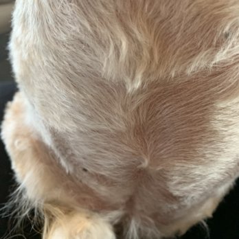 Westcreek Grooming Salon - Pet Groomers Near Me - Yakima, Washington