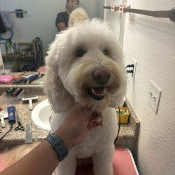 Mutts to Miracles - Pet Groomers Near Me - San Jose, California Mutts to Miracles - Pet Groomers Near Me - San Jose, California