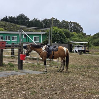 Moss Beach Ranch - Horse named eco is ready for the ride - Horseback Riding Near Me - Moss Beach, California Moss Beach Ranch - Horse named eco is ready for the ride - Horseback Riding Near Me - Moss Beach, California