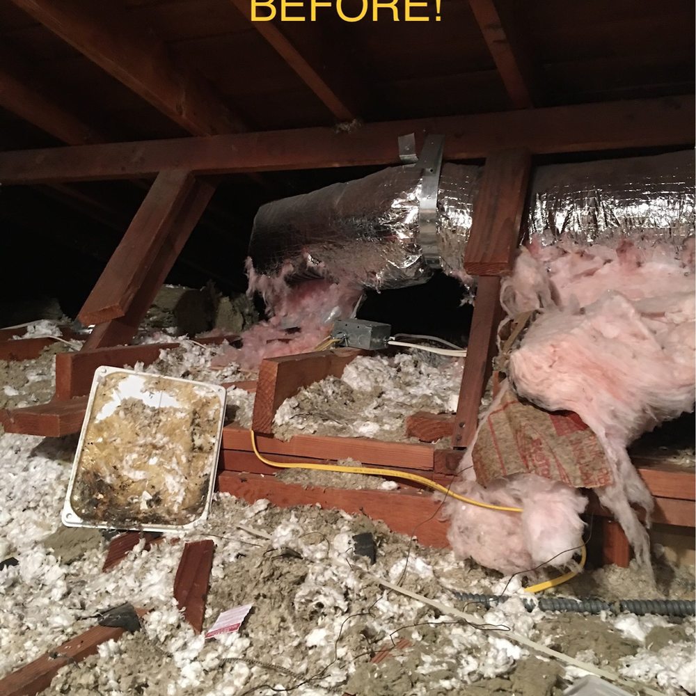 Atticare - Before! Death and destruction by rats! - Insulation Installation Near Me - Burbank, California Atticare - Before! Death and destruction by rats! - Insulation Installation Near Me - Burbank, California