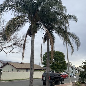 Camarillos Tree Service - Landscaping Near Me