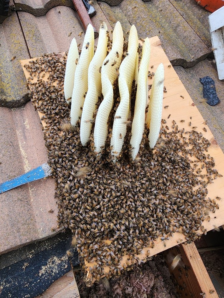 Bryans Bees - beekeeping in Newbury Park, CA