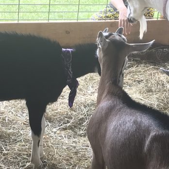 Alpine Made - Goats! - Skin Care Near Me - Binghamton, New York