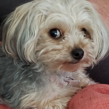 Head 2 Tails - Before - Pet Groomers Near Me - New Braunfels, Texas