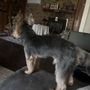 Photo of SHAGGY DOG CARE