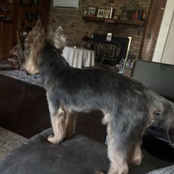 SHAGGY DOG CARE - After going to be groomed!