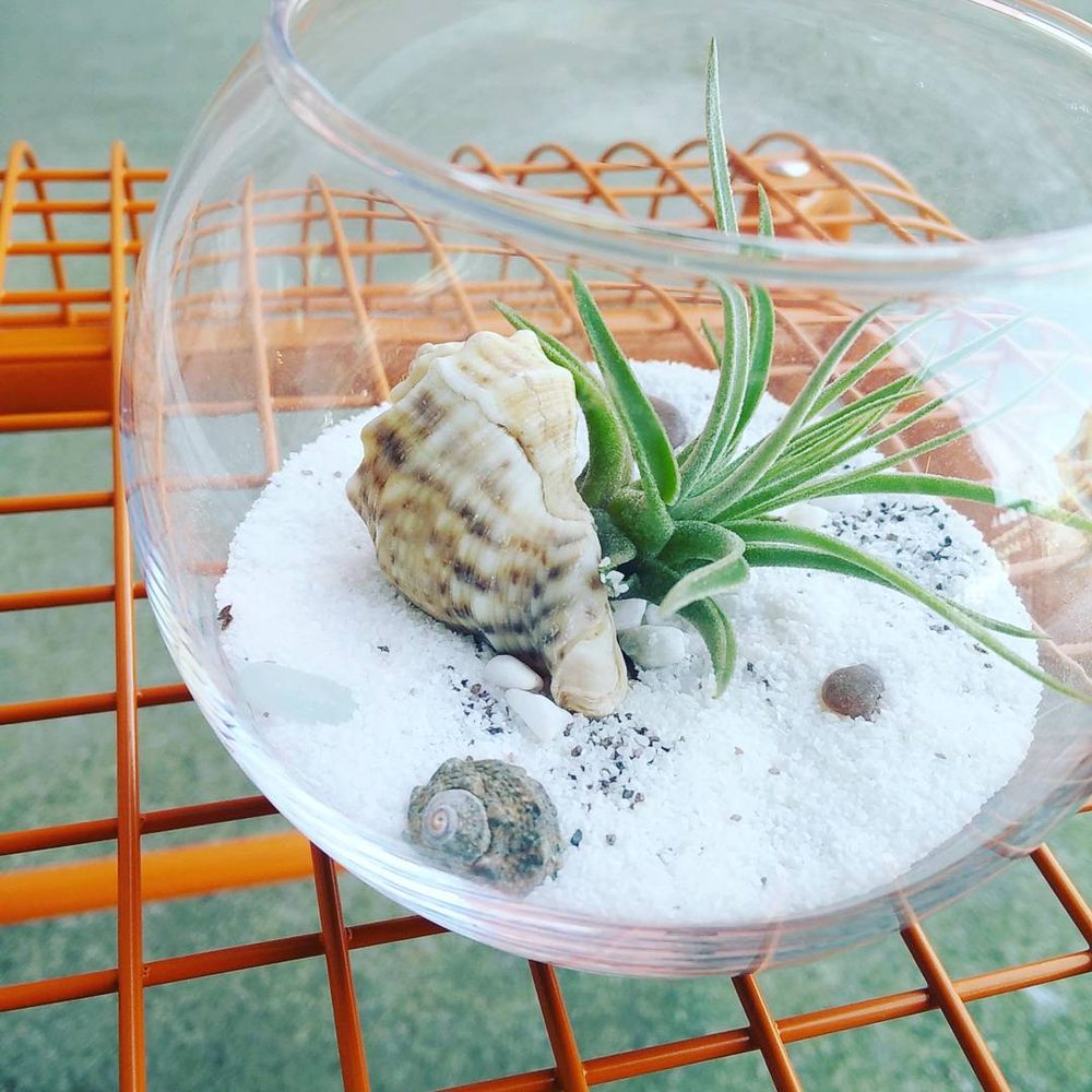 The Bloom Bloom Room - They have everything you need to make your own DIY terrarium. - Florists Near Me - New Westminster, British Columbia The Bloom Bloom Room - They have everything you need to make your own DIY terrarium. - Florists Near Me - New Westminster, British Columbia