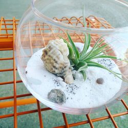The Bloom Bloom Room - They have everything you need to make your own DIY terrarium.