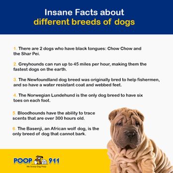 POOP 911 - Pet Waste Removal Near Me