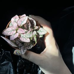 Planted Earth Floral - A plant from the green house