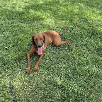 Barkin' Basin Dog Park - Guinness tuckered out! - Dog Parks Near Me - Las Vegas, Nevada