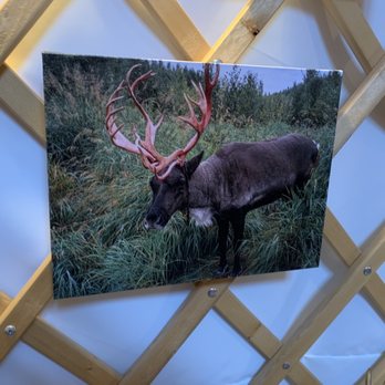 Chena Outdoor Collective - Sappho the reindeer - Walking Tours Near Me - Fairbanks, Alaska
