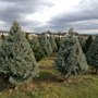 Photo of Mountain View Christmas Tree Farm