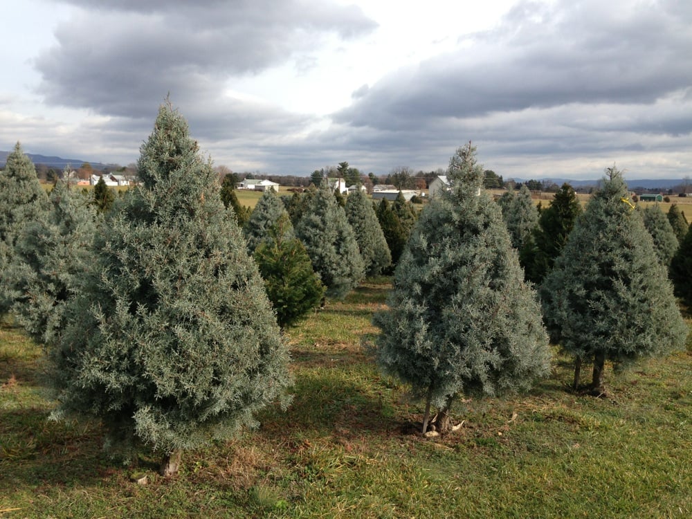 MOUNTAIN VIEW CHRISTMAS TREE FARM Updated July 2024 2155 Rittenour