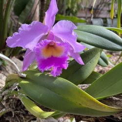 Marathon Garden Club - Flower