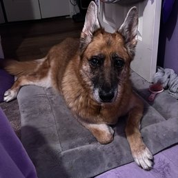 This is Baylee, she is 12+ years old.