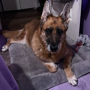Tails A Waggin - This is Baylee, she is 12+ years old. - Pet Groomers Near Me - Henderson, Nevada