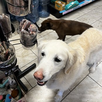 Simply Diego's - A white retriever and a brown dog are inside a pet store, with shelves of pet treats and supplies in the background. - Pet Stores Near Me - Albuquerque, New Mexico