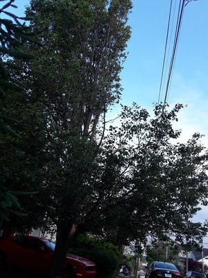 ABC PROFESSIONAL TREE SERVICES - Updated February 2026 - 20 Photos & 33 ...