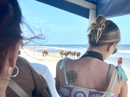 Corolla Wild Horse Tours by null