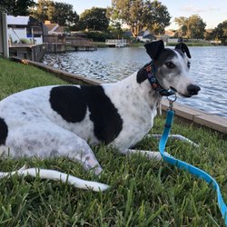 Greyhound Pets of America - I sees the duck!