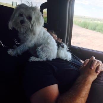 PetSmart - Taking a road trip nap with daddy - Pet Stores Near Me - Peoria, Arizona