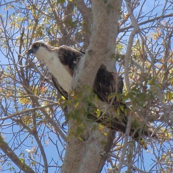 Guy Bradley Visitor Center - Picture of a nearby resident osprey - Visitor Centers Near Me - Homestead, Florida