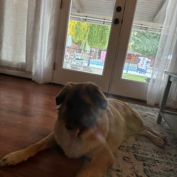 The Pampered Pooch - Maple clean and smelling great! - Pet Groomers Near Me - Chico, California